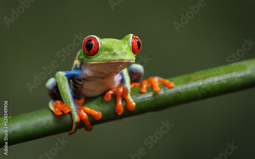Fotografia A red-eyed tree frog in Costa Rica