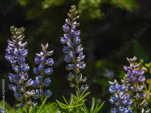 Bunch of Lupines in Sierra Nevada Alpine Meadow photo