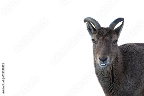 Horned goat head on a white background