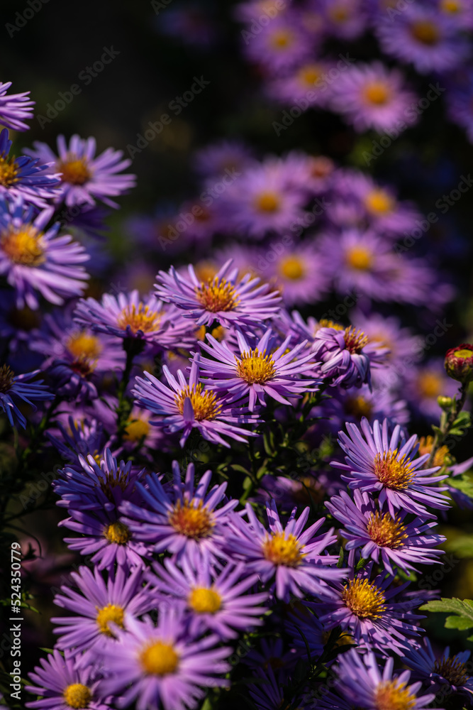 Nice summer field flowers at sunny day nature close up photography Nice summer field flowers at sunny day nature close up photography