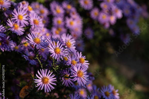 Nice summer field flowers at sunny day nature close up photography