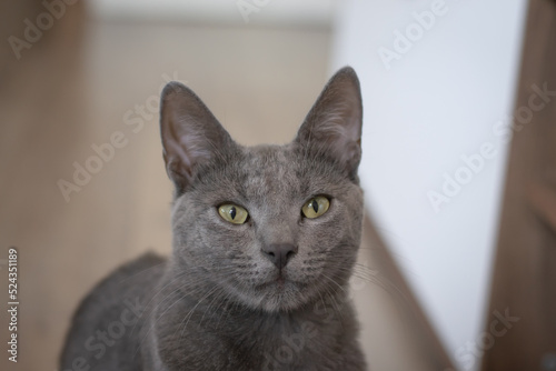 Close up of a Russian blue cat with green eyes sitting down
