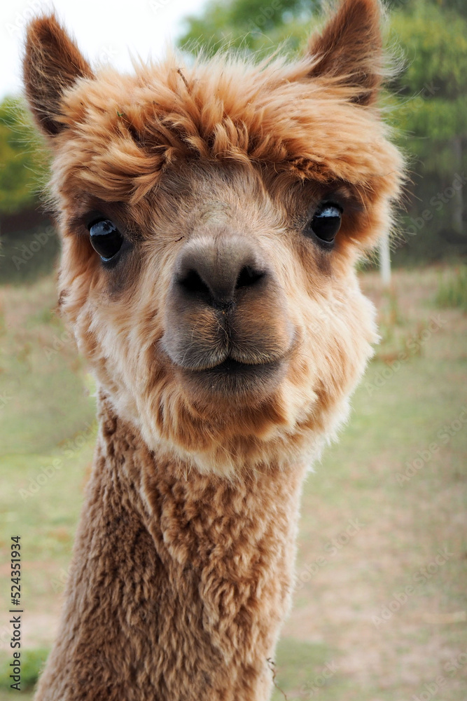 Obraz premium close up brown sheared alpaca stands against the background of grass on the farm. agritourism. small farm
