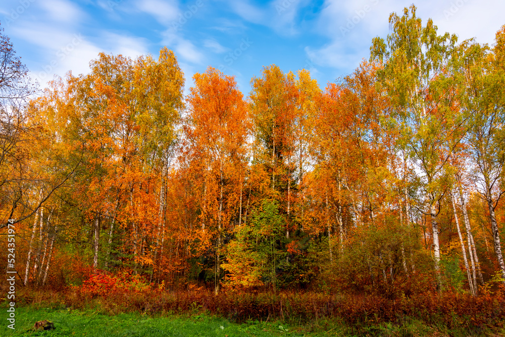 Autumn landscape of Babolovsky park, Pushkin (Tsarskoe Selo), Saint Petersburg, Russia