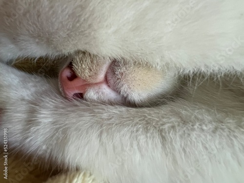 Kitten close up