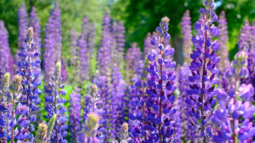 A beautiful natural background for your projects in banner format with a field of lupine flowers on a clear summer day A beautiful natural background for your projects in banner format with a field of lupine flowers on a clear summer day