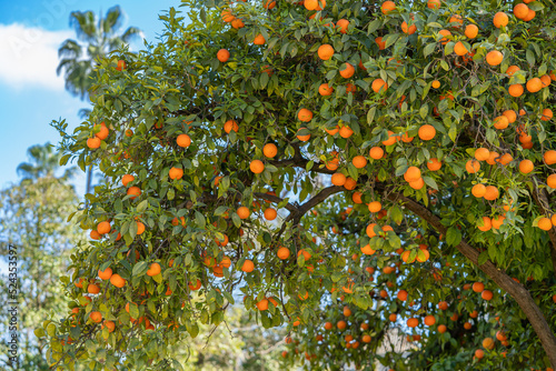 Orange trees in the Maria Luisa Park in the city of Seville, in Spain. photo