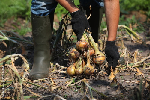 A person harvests onions by pulling vegetables out of the ground with a hand in a black glove