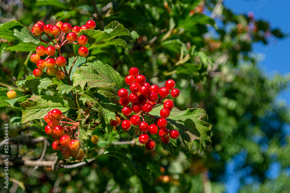 Fototapeta premium bush of red viburnum with unripe berries