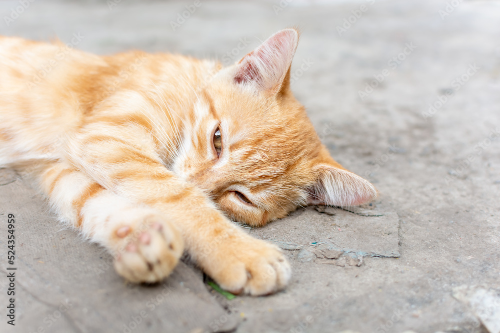 Cute ginger kitten lying on the concrete