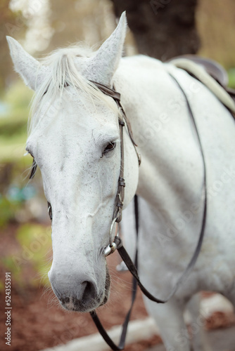 White Andalusian stallion horse on a natural green background. Close-up portrait of a horse in ammunition  bridle  saddle  saddle pad. Equestrian sport concept.