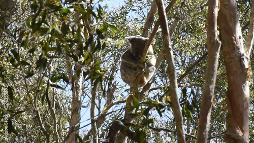 A koala sleeping high in a eucalyptus tree in Coombabah Lake Conservation Park, Gold Coast, Queensland, Australia. photo
