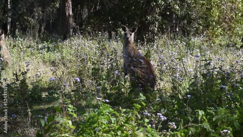 Red-necked wallaby grazing in a meadow full of blue flowers. Coombabah Lake Conservation Park, Gold Coast, Queensland, Australia. photo