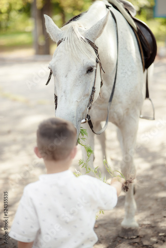 White Andalusian stallion horse on a natural green background. Close-up portrait of a horse in ammunition: bridle, saddle, saddle pad. Equestrian sport concept. The child looks at the horse.