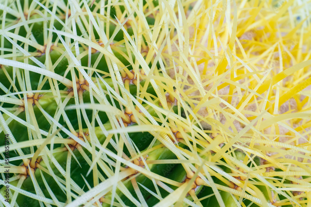 Round green cactus with long yellow spines background Round green cactus with long yellow spines background