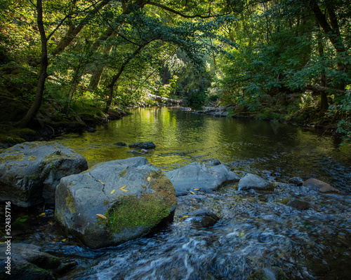 Lagunitas Creek in Samuel P. Taylor State Park, Marin County, California. 