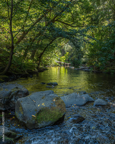 Lagunitas Creek in Samuel P. Taylor State Park  Marin County  California. 