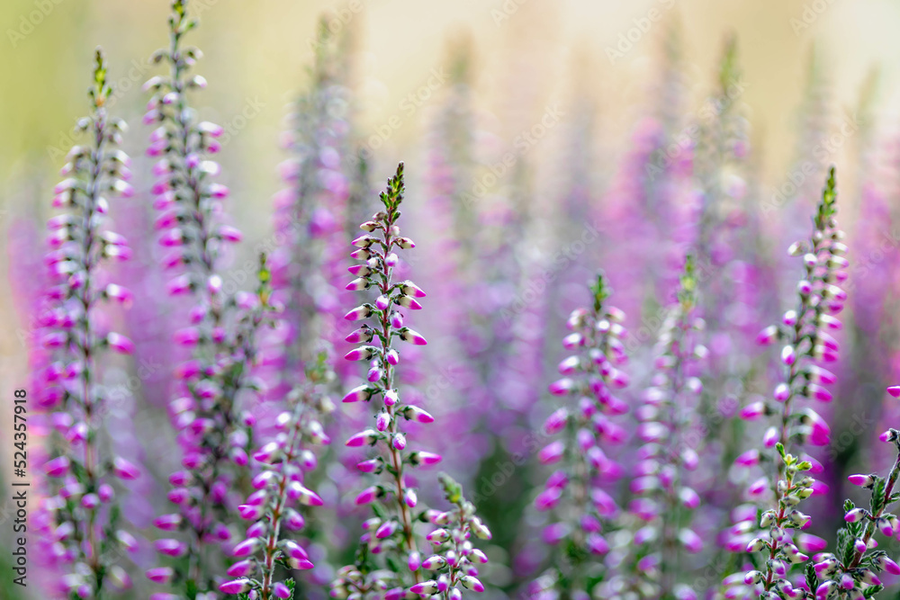 Naklejka premium Selective focus of purple flowers Calluna vulgaris the garden, Heath, ling or simply heather is the sole species in the genus Calluna in the flowering plant family Ericaceae, Nature floral background
