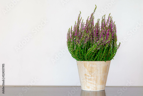 Selective focus of purple flowers Calluna vulgaris flower pot, Heath, ling or simply heather is the sole species in the genus Calluna in the flowering plant family Ericaceae, Nature floral background