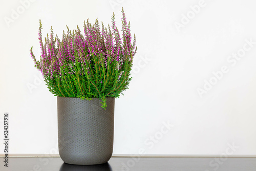 Selective focus of purple flowers Calluna vulgaris flower pot, Heath, ling or simply heather is the sole species in the genus Calluna in the flowering plant family Ericaceae, Nature floral background. photo