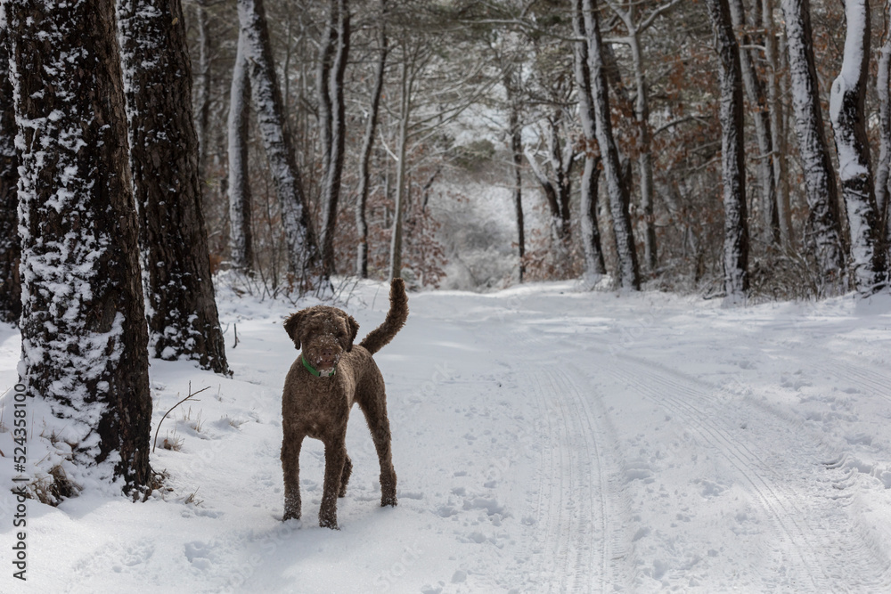 Brown poodle off-leash standing in snowy landscape Brown poodle off-leash standing in snowy landscape