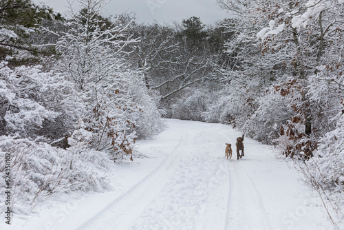 two dog friends run off-leash on road in snowy landscape