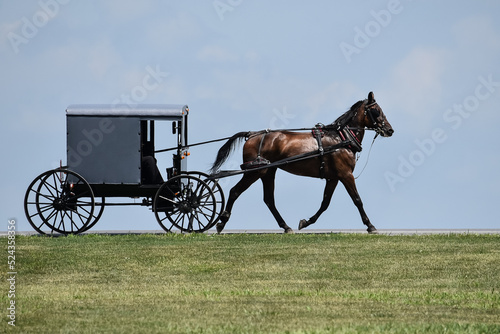 Amish horse and buggy