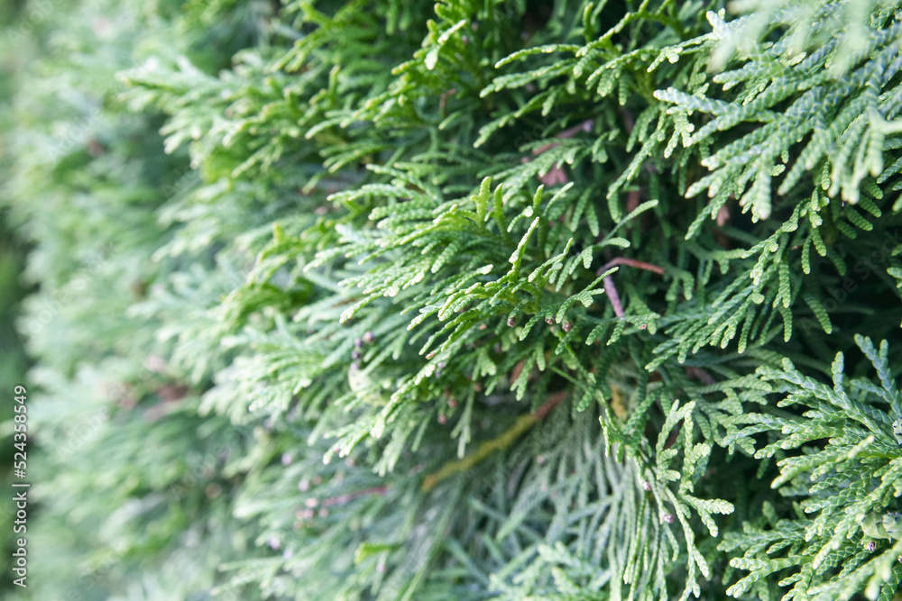 Shallow depth of field view of lush green cedar hedge; close up of cedar shrub extending into the distance Shallow depth of field view of lush green cedar hedge; close up of cedar shrub extending into the distance
