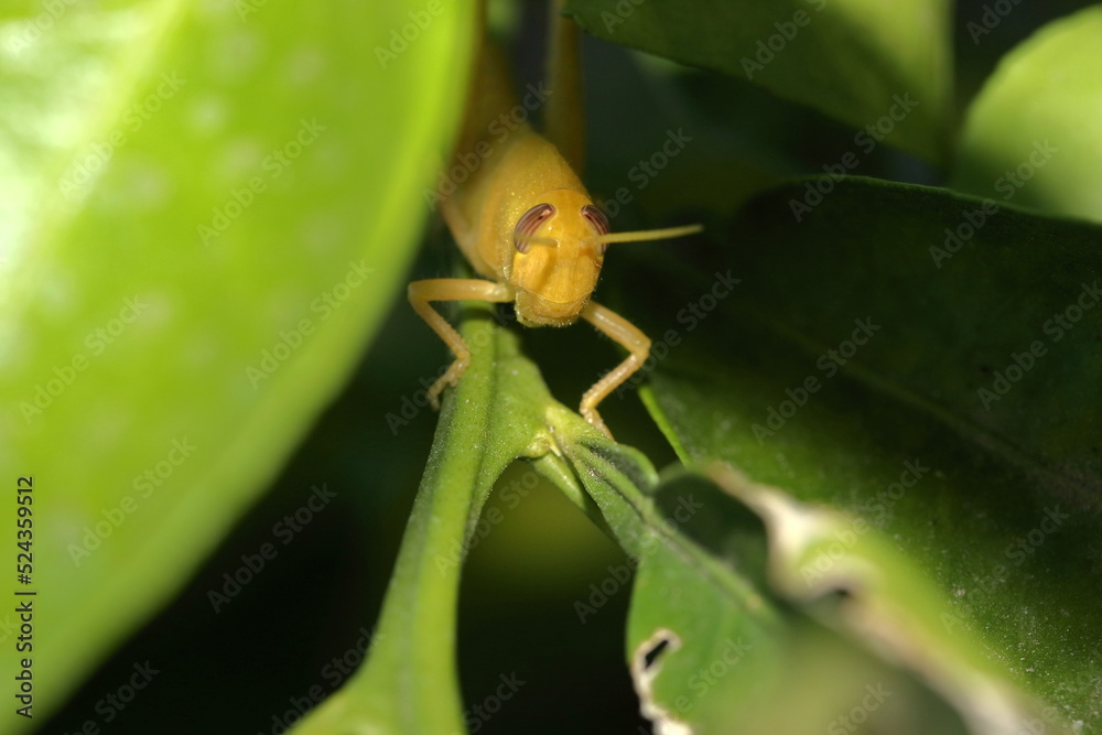 Yellow Grasshopper on an Orange tree Branch Yellow Grasshopper on an Orange tree Branch