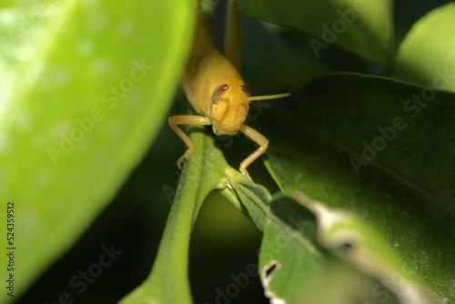 Yellow Grasshopper on an Orange tree Branch