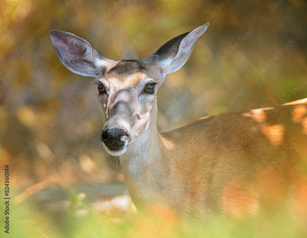 Obraz premium Closeup of a White tailed deer, female doe. Natural nature background.