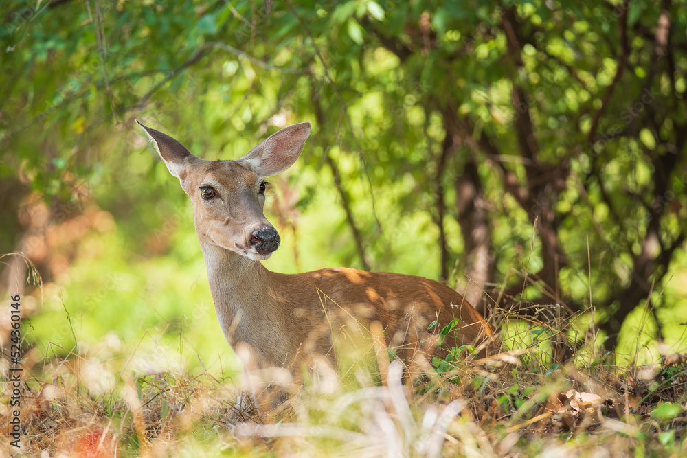 White tailed deer, female doe, hiding in the woods on a hot summer day in Texas. Closeup. White tailed deer, female doe, hiding in the woods on a hot summer day in Texas. Closeup.