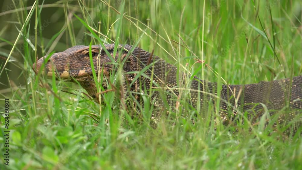 Asian Water Monitor Reptile Resting on the Grass at Park Asian Water Monitor Reptile Resting on the Grass at Park