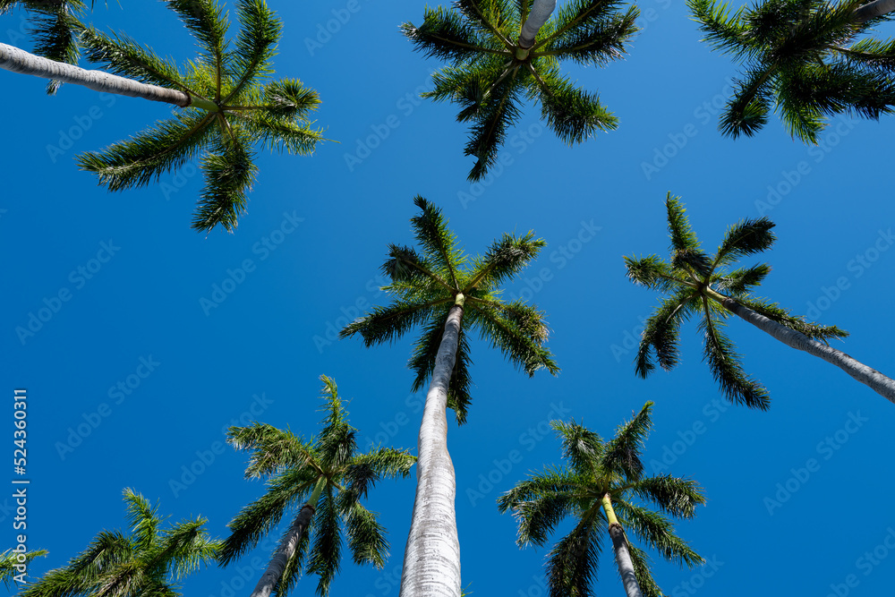 Tall Royal Palm Trees Against a Blue Sky. Tall Royal Palm Trees Against a Blue Sky.