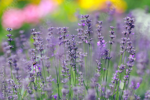 Violet lavender field in provencer summer