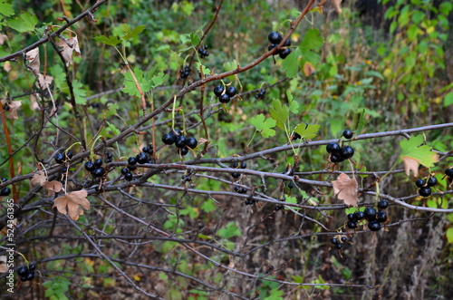 Shrub with ripe yoshta berries, rich in vitamins. photo