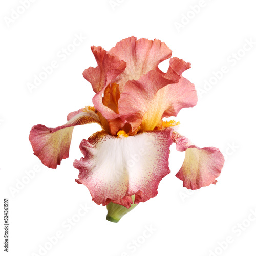 Single burgundy and white plicata flower of bearded iris (Iris germanica)
