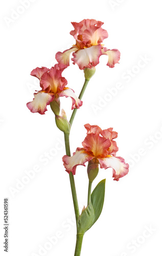 Fototapeta Naklejka Na Ścianę i Meble -  Stem of three burgundy and white plicata flowers of bearded iris (Iris germanica)