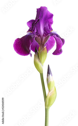 Stem a single deep purple flower of bearded iris (Iris germanica) and two developing buds