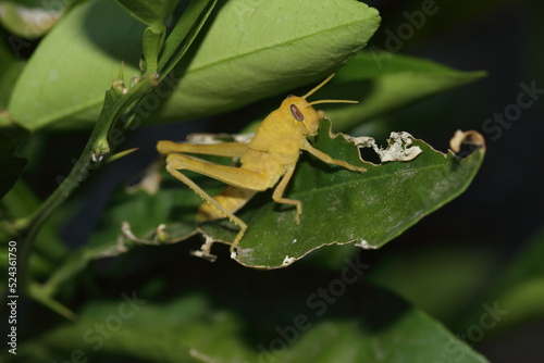 Yellow Grasshopper Eating Orange tree leaf