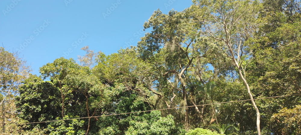 Fototapeta premium forest bush grass foliage tropical vegetation bromeliad flower tree trunk texture leaf green life wall stone rock bamboo forest woods ground dust granite sun sky alley ivy moss fungus hedge plant