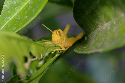 Yellow Grasshopper peeking through the shadows