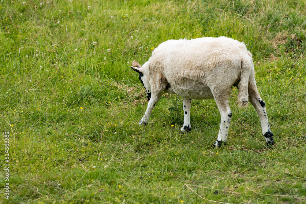 White sheared sheep grazing on a pasture White sheared sheep grazing on a pasture