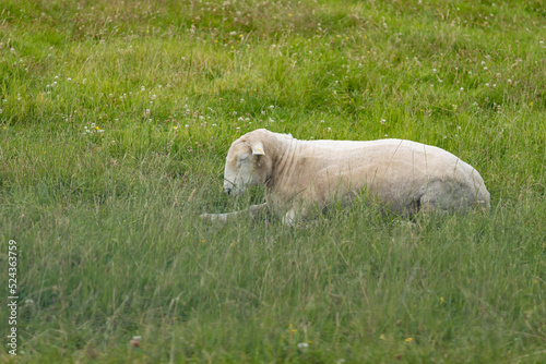 Cute sleeping white sheep on a green meadow © Jitka