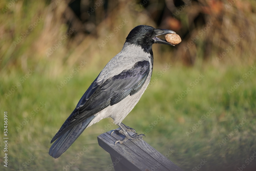 Fototapeta premium crow with nut in the beak