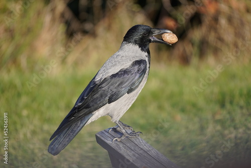 crow with nut in the beak