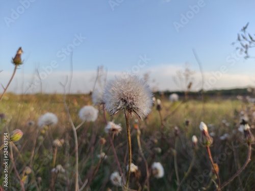 flowers in the meadow