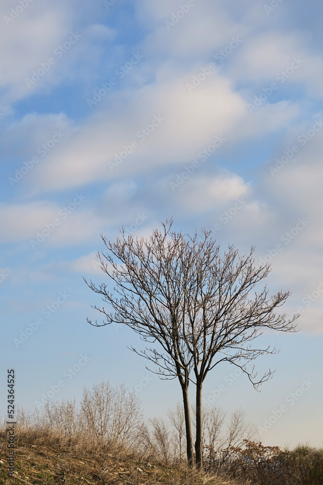 Vertical shot of tree in autumn with copyspace Vertical shot of tree in autumn with copyspace