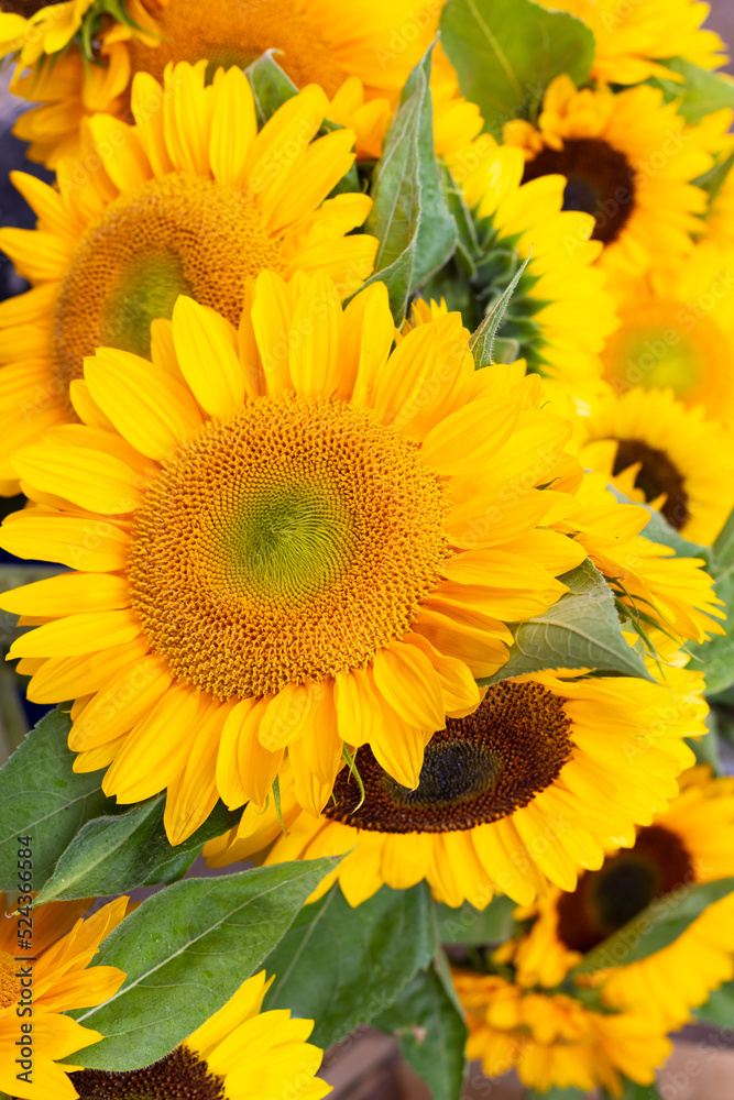 Obraz premium Selective focus closeup of large yellow sunflowers