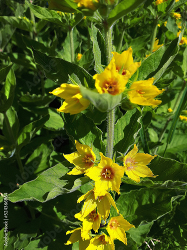 Yellow Loosetrife or Lysimachia Punctata is one oft the earliest flowers in my springtime Garden © quasarphotos